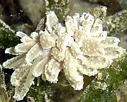 Photo: B. & S. Koretz, see note in the Sea Slug Forum